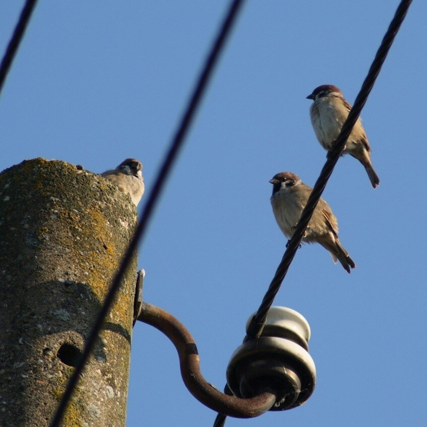 The Sparrow Problem